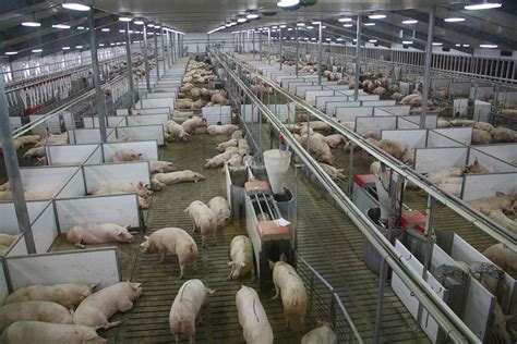 us hog farmer speaks about china